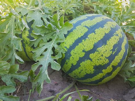 How to grow watermelons in northern climates - Farm and Dairy