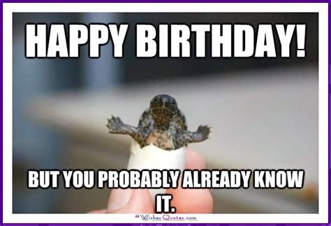 Happy Birthday Memes With Funny Cats, Dogs And Animals | Happy birthday ...