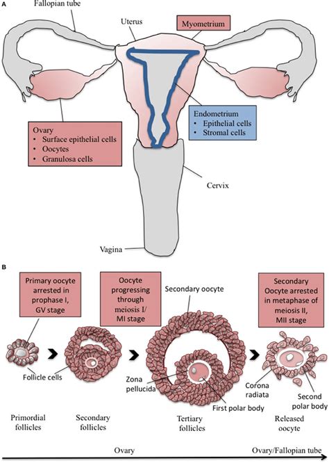 [DIAGRAM] Biology Human Reproductive System Diagram - MYDIAGRAM.ONLINE