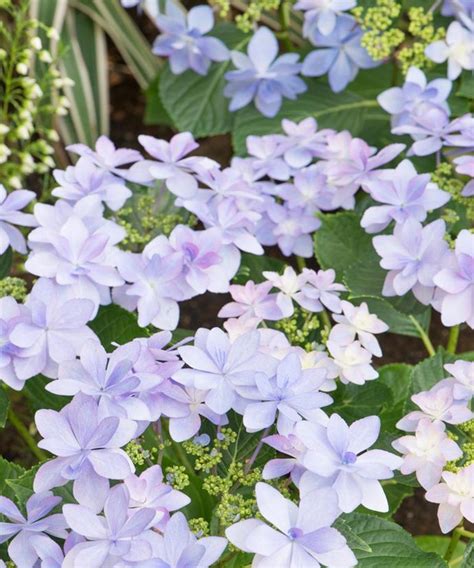 5 Exciting Hydrangea Varieties | Australian House and Garden