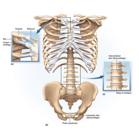 Biology Illustrations - Lachina Creative