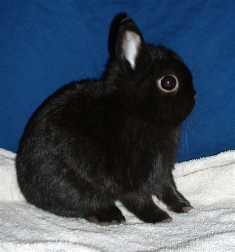 dwarf rabbit adoption near me - Titus Stuart