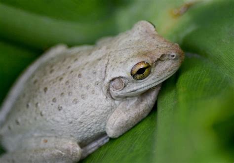 Tree frog of florida stock image. Image of jump, tree - 10901659