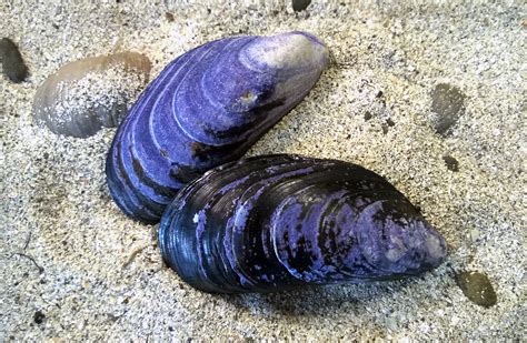 Blue mussel shape is a powerful indicator for environmental change