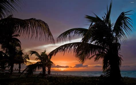 Palm trees on sunset beach wallpaper - Beach wallpapers - #43104