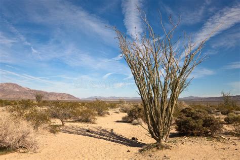 Ocotillo Cactus in the California Desert Stock Image - Image of borrego ...