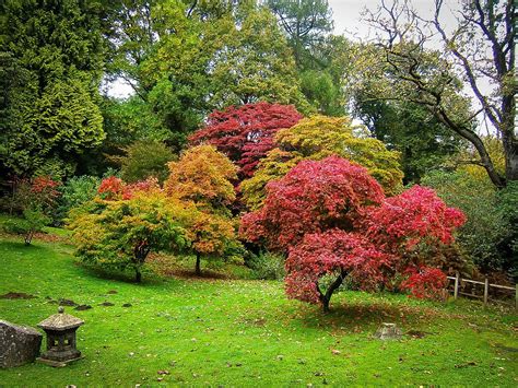 Ornamental Trees For Landscaping | Jardines japoneses, Jardín de arce ...