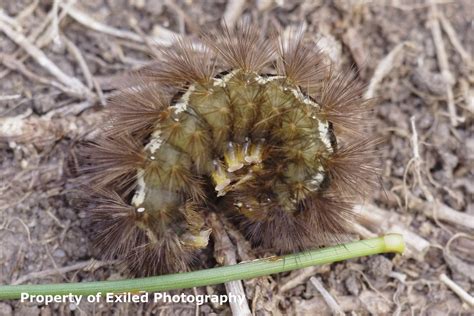 Buff Ermine Moth Caterpillar | Julian Lloyd | Flickr