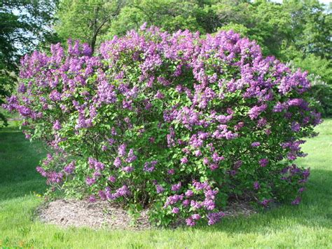 3 Plants Common Lilac Flowering Shrub Established in 2 Inch Pots - Bushes & Shrubs