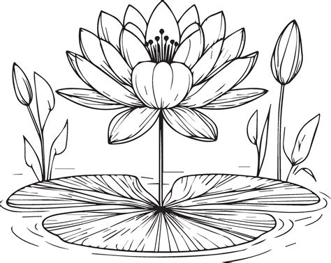 Nymphaea water lily drawings, outline water lily drawing, outline water lily flower drawing ...