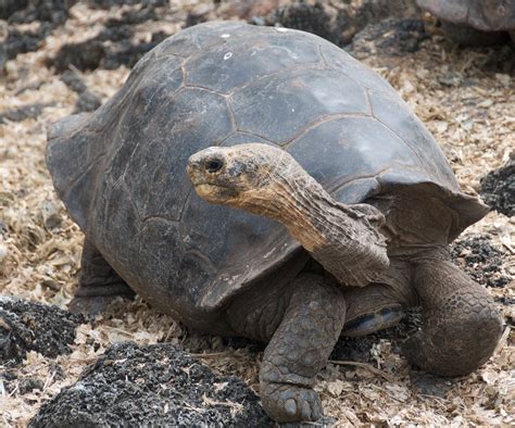 Galapagos Tortoise | Terrestrial Tortoise Breeding Center, D… | Flickr