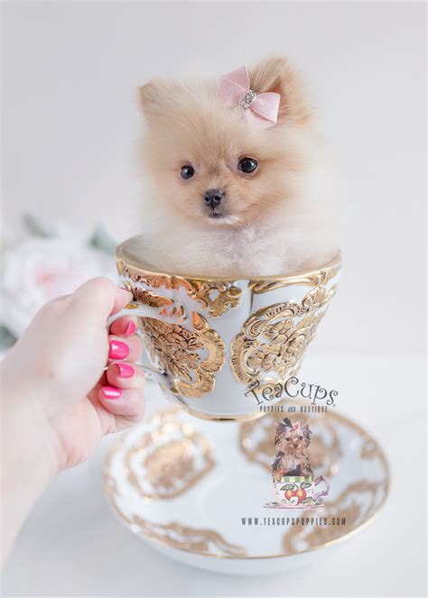 Gorgeous Little Pomeranian Puppies for Sale | Teacup Puppies & Boutique