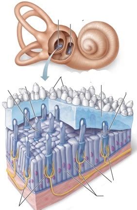 Vestibule of Ear Diagram | Quizlet