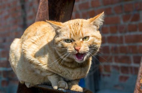 Very Angry Ginger Cat Stock Photos, Pictures & Royalty-Free Images - iStock