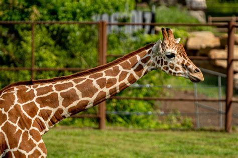 Tulsa Zoo | 84 Acres of Adventure & State-of-the-Art Exhibits