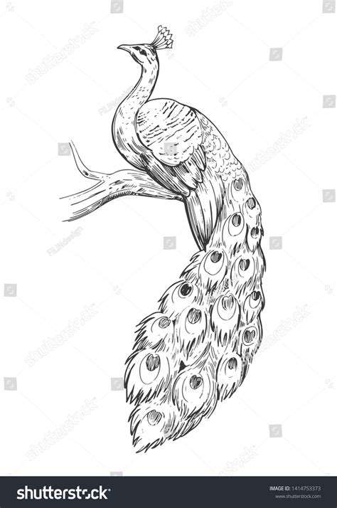 35,517 Peacock Drawing Images, Stock Photos & Vectors | Shutterstock