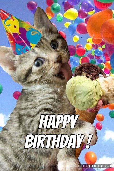 Funny Cat Memes & Pictures | Happy birthday funny, Funny happy birthday wishes, Happy birthday cat