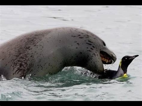 Penguin Vs. Leopard Seal | National Geographic Abridged - YouTube