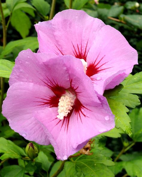 Althea - planting, pruning, and advice on caring for it, propagation, blooms