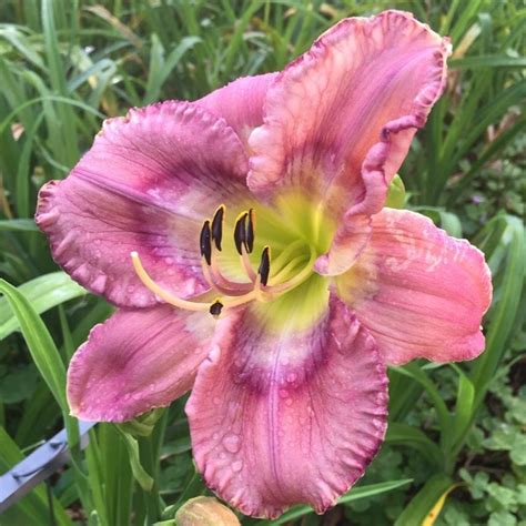 Daylily (Hemerocallis 'Who Loves Blue') in the Daylilies Database ...