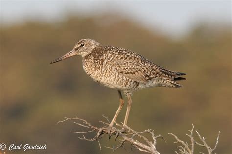 Splitting Willets | The New Shorebirds Handbook Blog