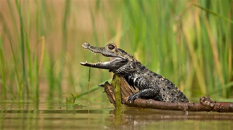 HD wallpaper: gray crocodile, animals, underwater, reptiles, crocodiles, cloud - sky | Wallpaper ...