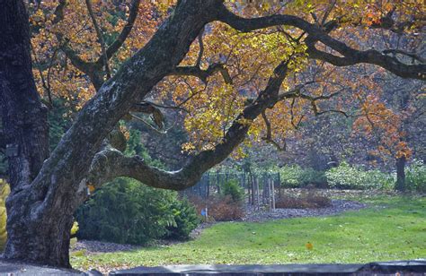 Fall Scenes; Morris Arboretum of the University of Pennsylvania; Philadelphia, Pennsylvania, USA