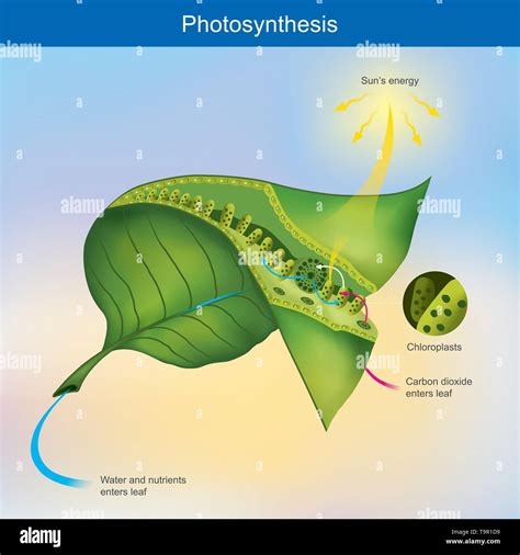 Photosynthesis is a process by plants and other organisms use to convert light energy into ...