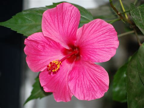 HIBISCUS FLOWER PETALS - HIBISCUS FLOWER - 3 PETAL FLOWER