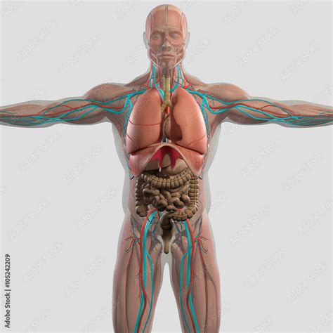 Human anatomy 3D futuristic scan technology with xray-like view of human body. Male torso front ...