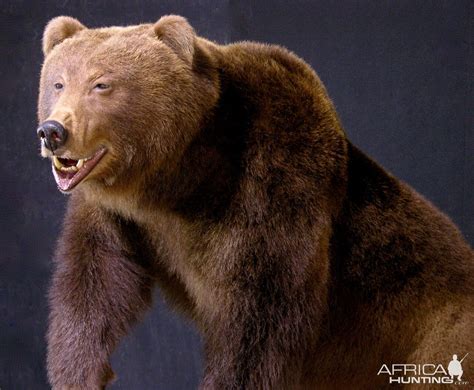 Brown Bear Full Mount Taxidermy | AfricaHunting.com