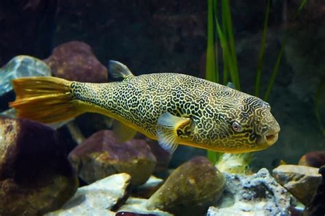 The Complete Freshwater Puffer Fish Care Guide | Fishkeeping World