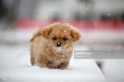 Puppy Playing In Snow High-Res Stock Photo - Getty Images