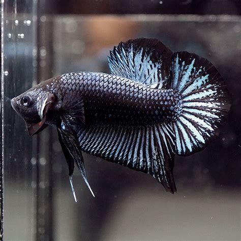 BLUE BLACK Halfmoon Plakat HMPK (Male) Betta - YouTube. This Beautiful Betta was IMPORTED from ...