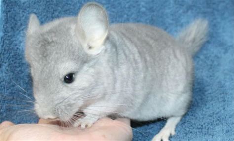 9 Different Chinchilla Colors, Traits (With Pictures) | Your Pet Planet