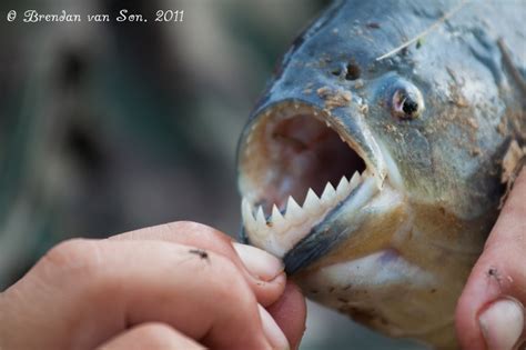 Watch Your Fingers - Piranha Fishing in the Pantanal of Brazil