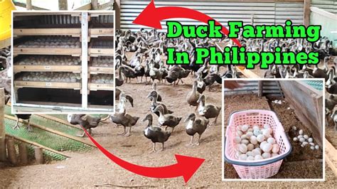 Duck Farming in Philippines | Incubation to Laying Egg - YouTube