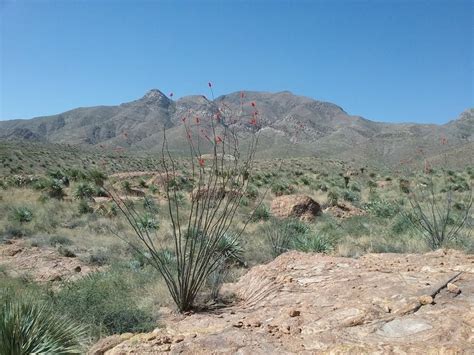 View of Franklin Mountains from the trail