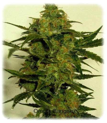 Bangaru (von Omni Seeds) :: Cannabis Sorten Infos