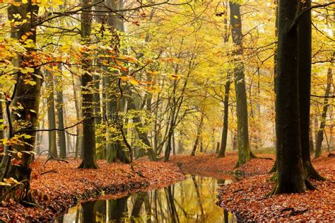 Stream in autumn forest stock image. Image of trees, brook - 20506623