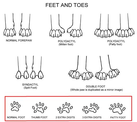 A polydactyl cat is a cat with a congenital physical anomaly called polydactyly, a type of cat ...