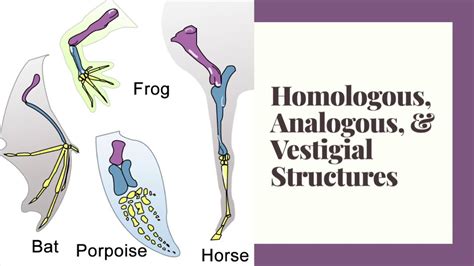 Homologous And Analogous Structures Worksheet