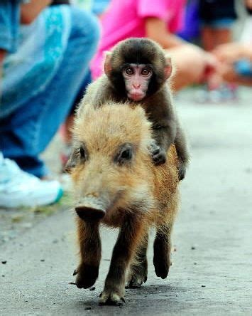 Baby Monkey! Riding on a pig! Hmmm, I have all sorts of questions on this pic! Ha Ha! Animals ...