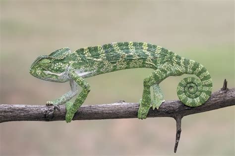 Kostenlose foto : Ast, Fauna, Eidechse, Gecko, Chamäleon, Wirbeltier, Iguania, Dactyloidae ...