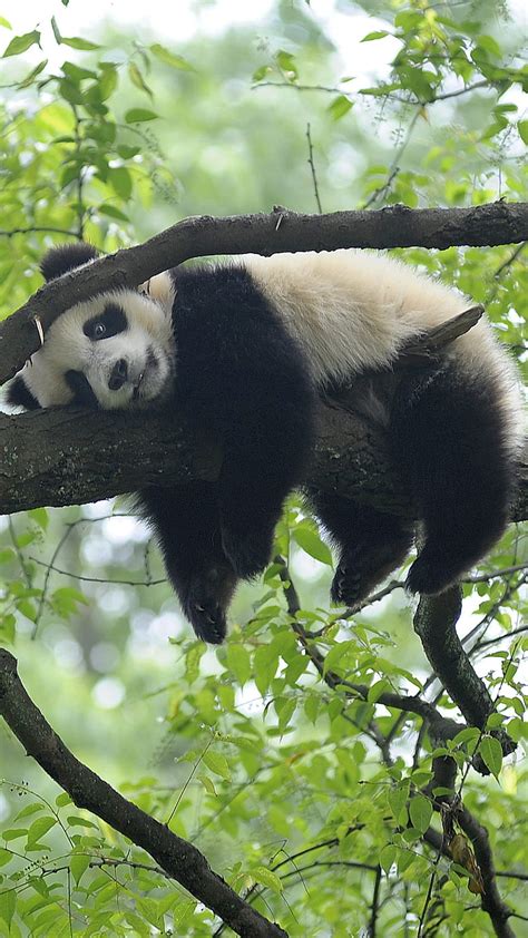 Sleepy Panda, nap time, HD phone wallpaper | Peakpx