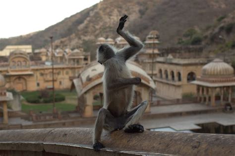 Galtaji Temple Jaipur Rajasthan India