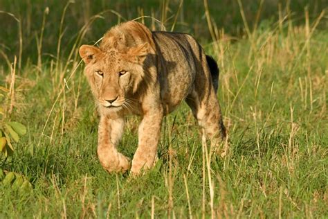 Best places to see lions in Uganda | Queen Elizabeth N.P