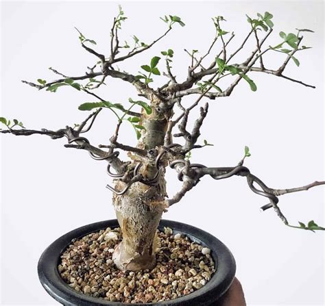 Bursera fagaroides 101: Everything to Know About This Stunning Plant | Succulent Alley