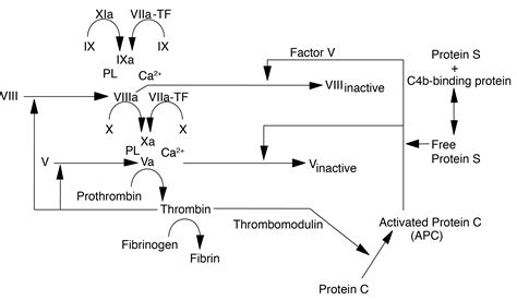 Protein S Assays