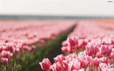 Pink Tulips Wallpapers - Wallpaper Cave